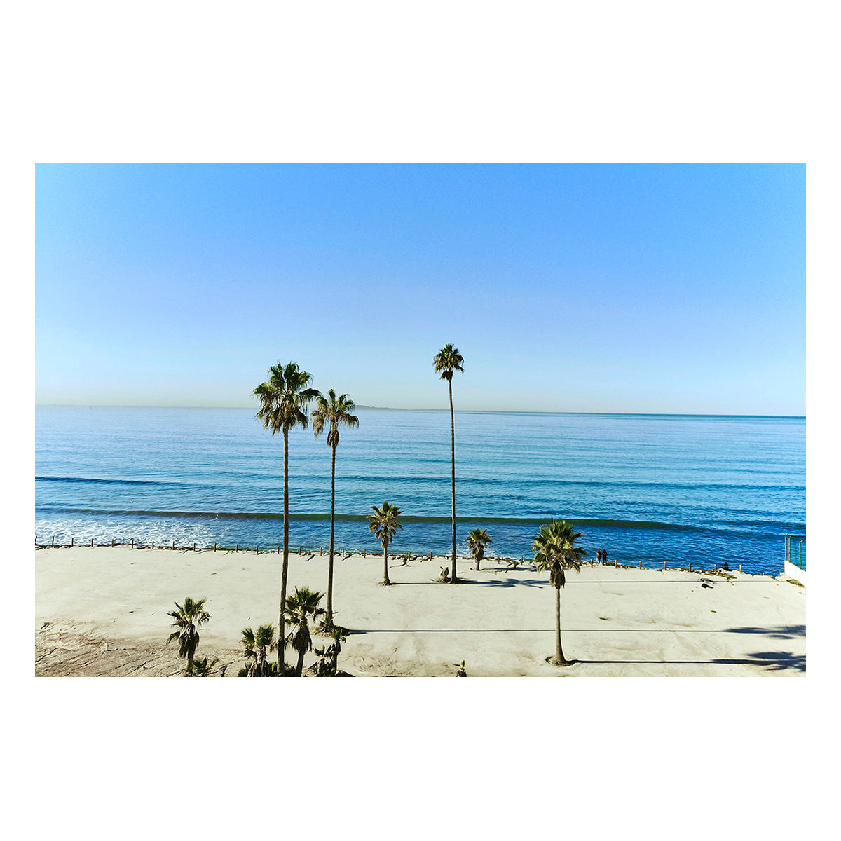 Mexican Palms