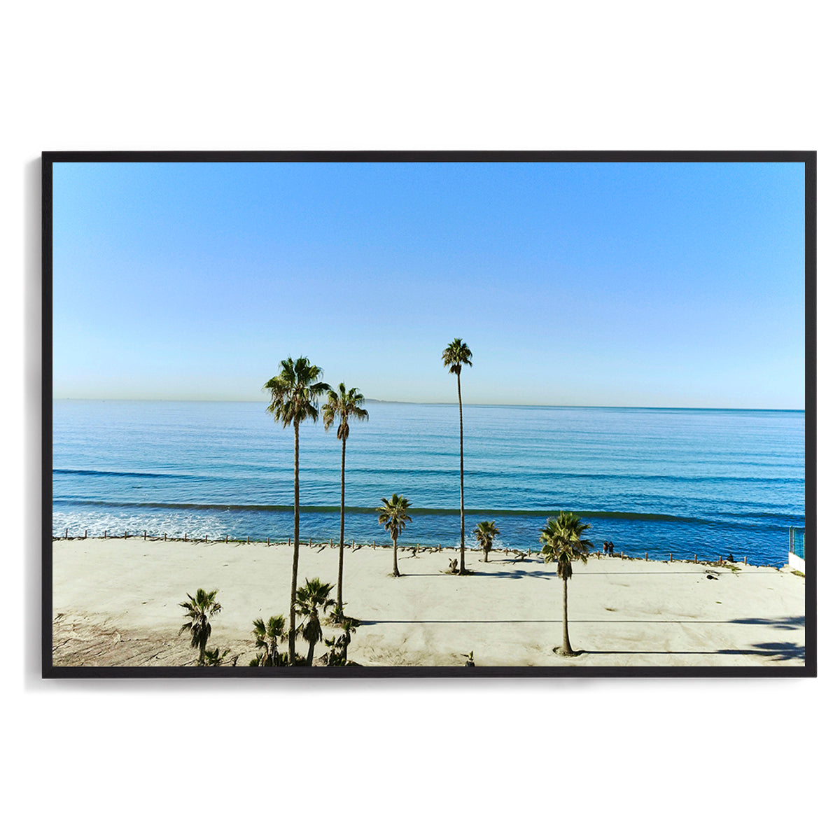 Mexican Palms