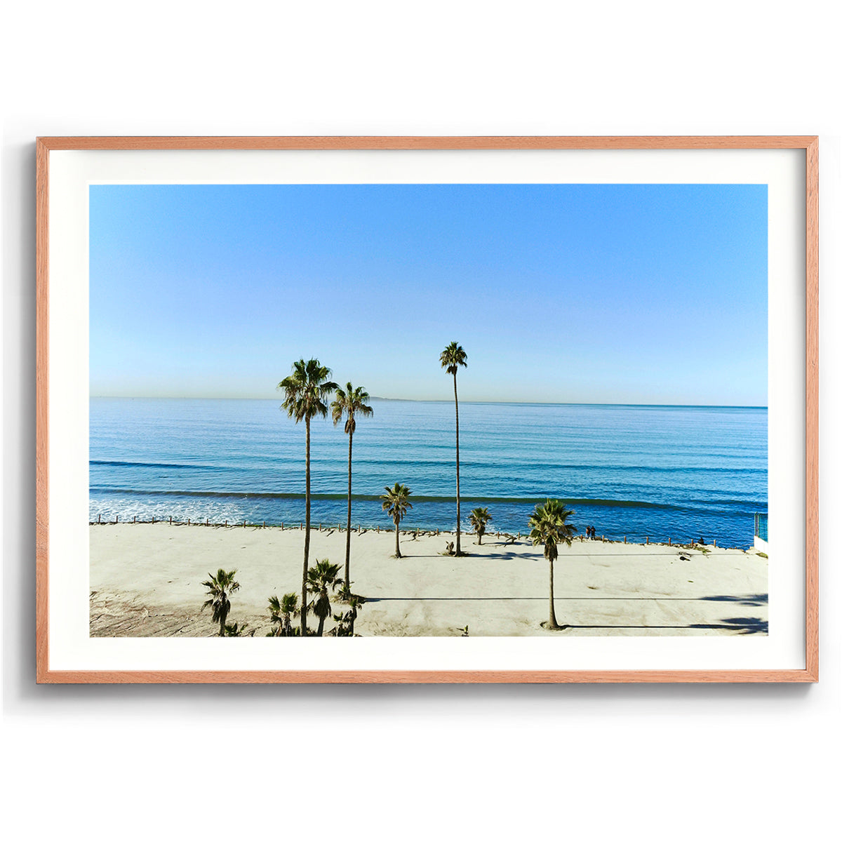 Mexican Palms
