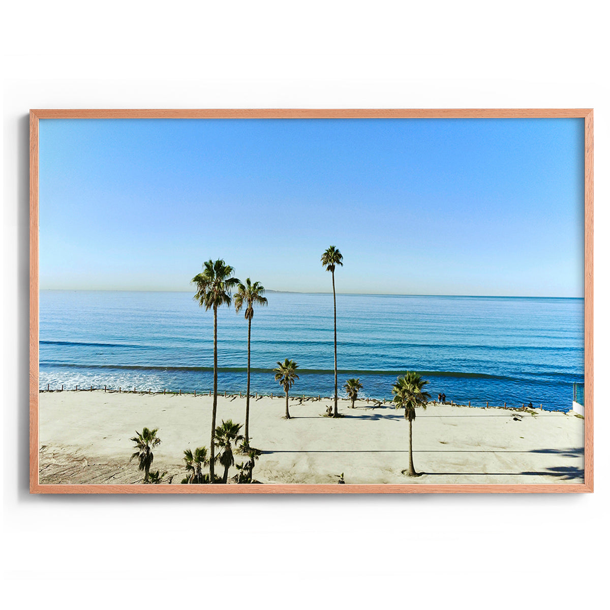 Mexican Palms