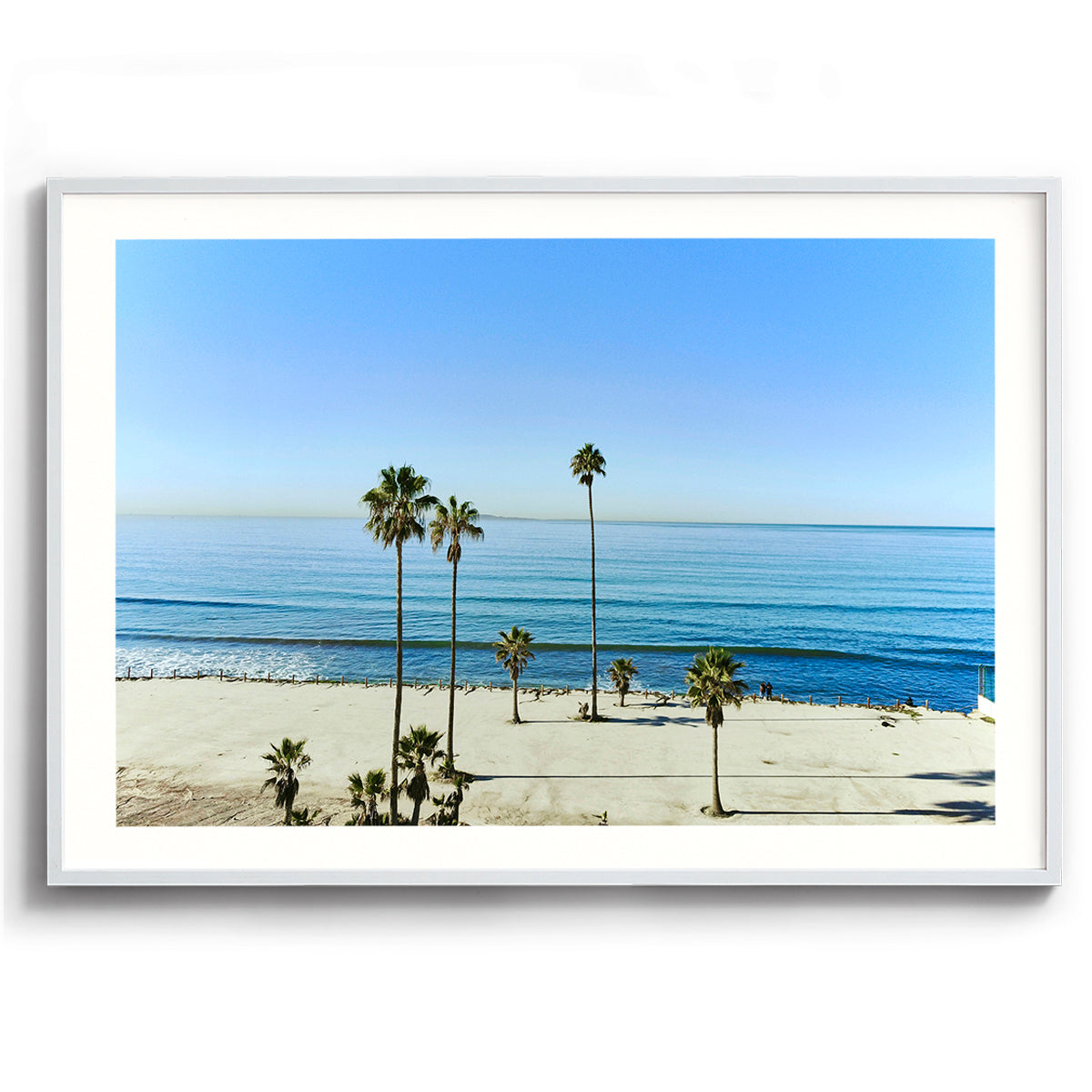 Mexican Palms
