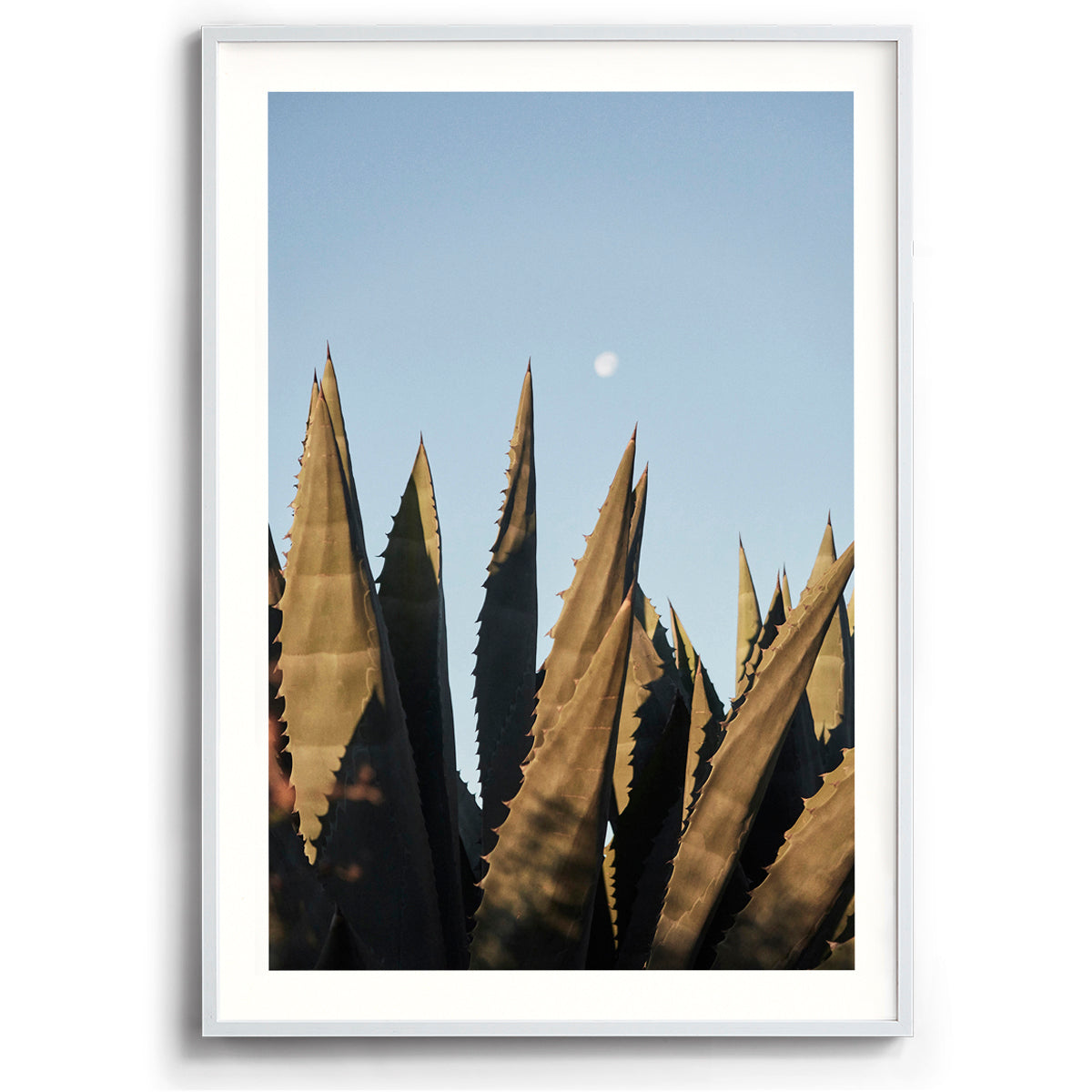 Agave Moon