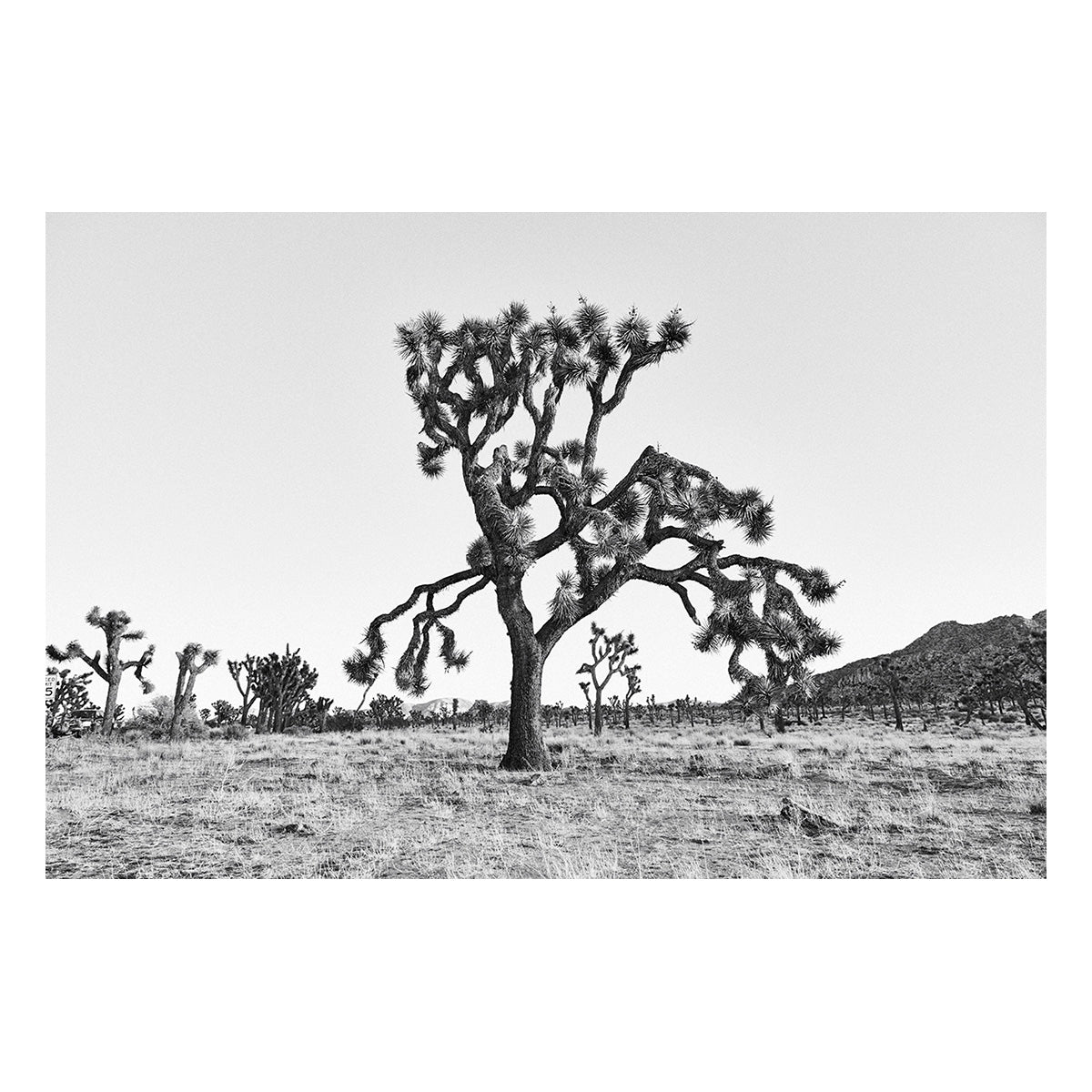 Dying Joshua Tree