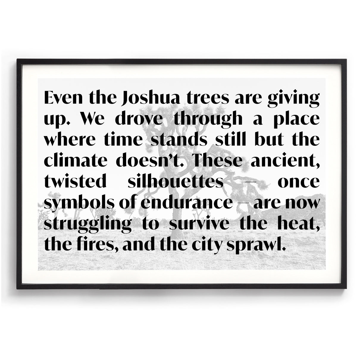 Dying Joshua Tree