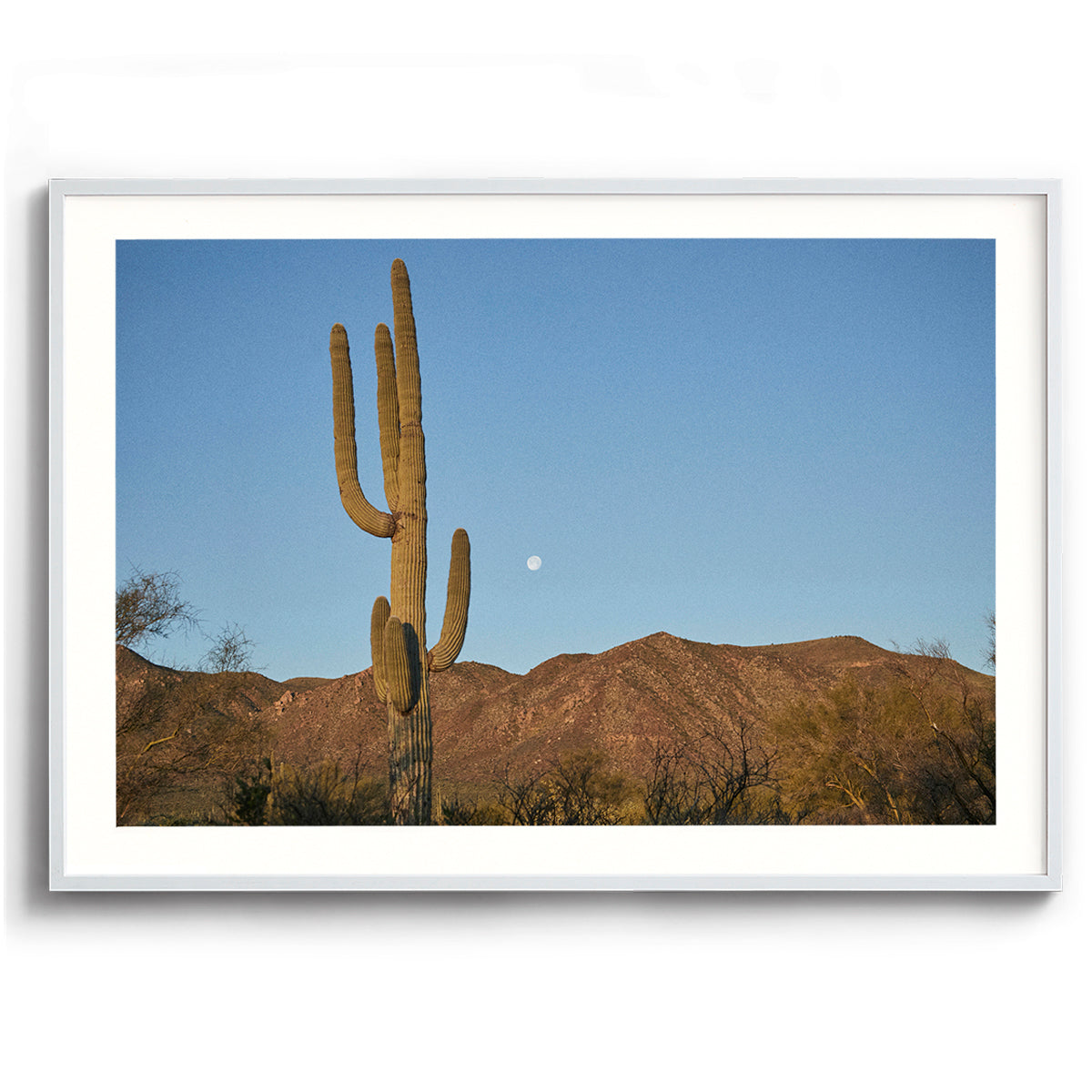 Moon Meets Cactus