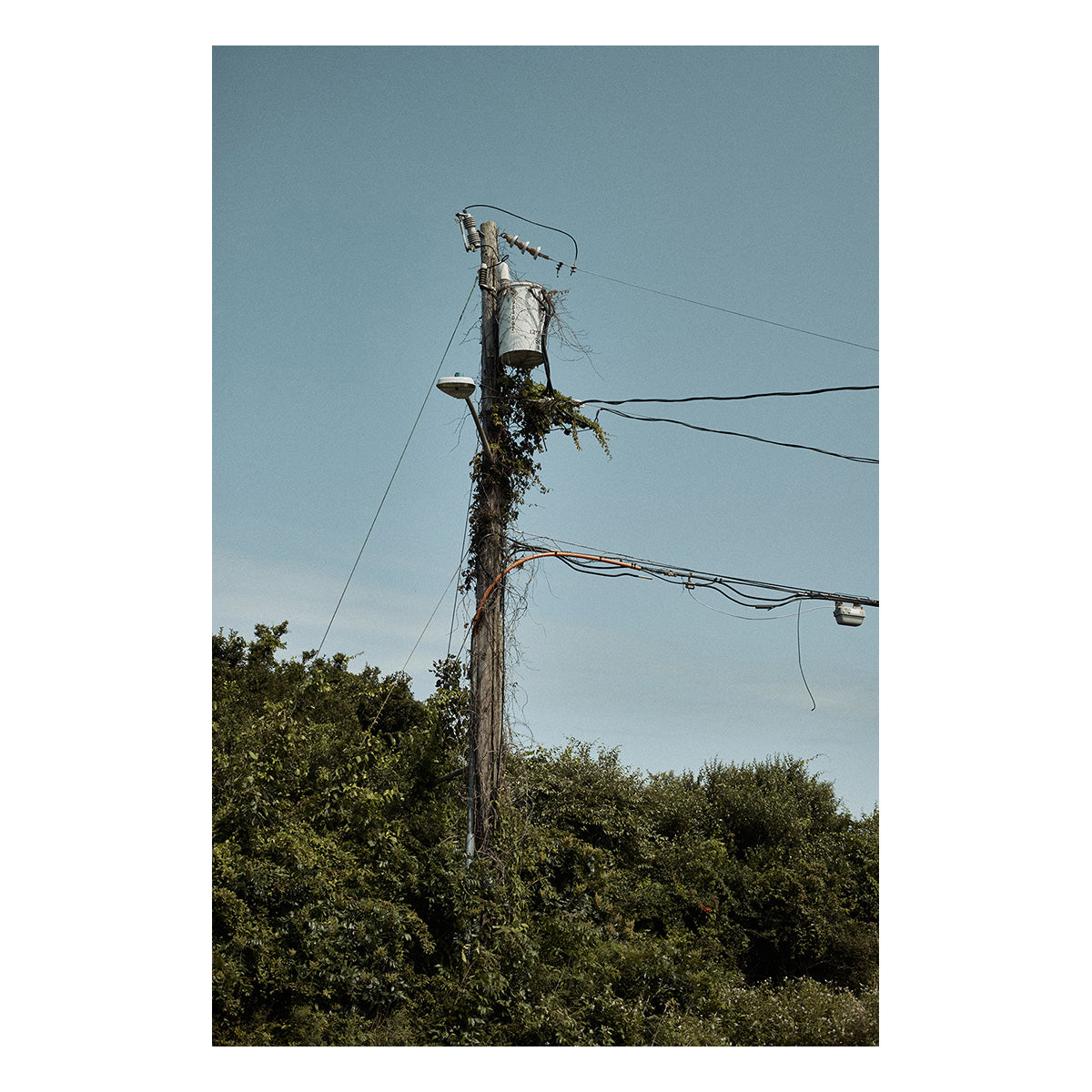 Electric Vine
