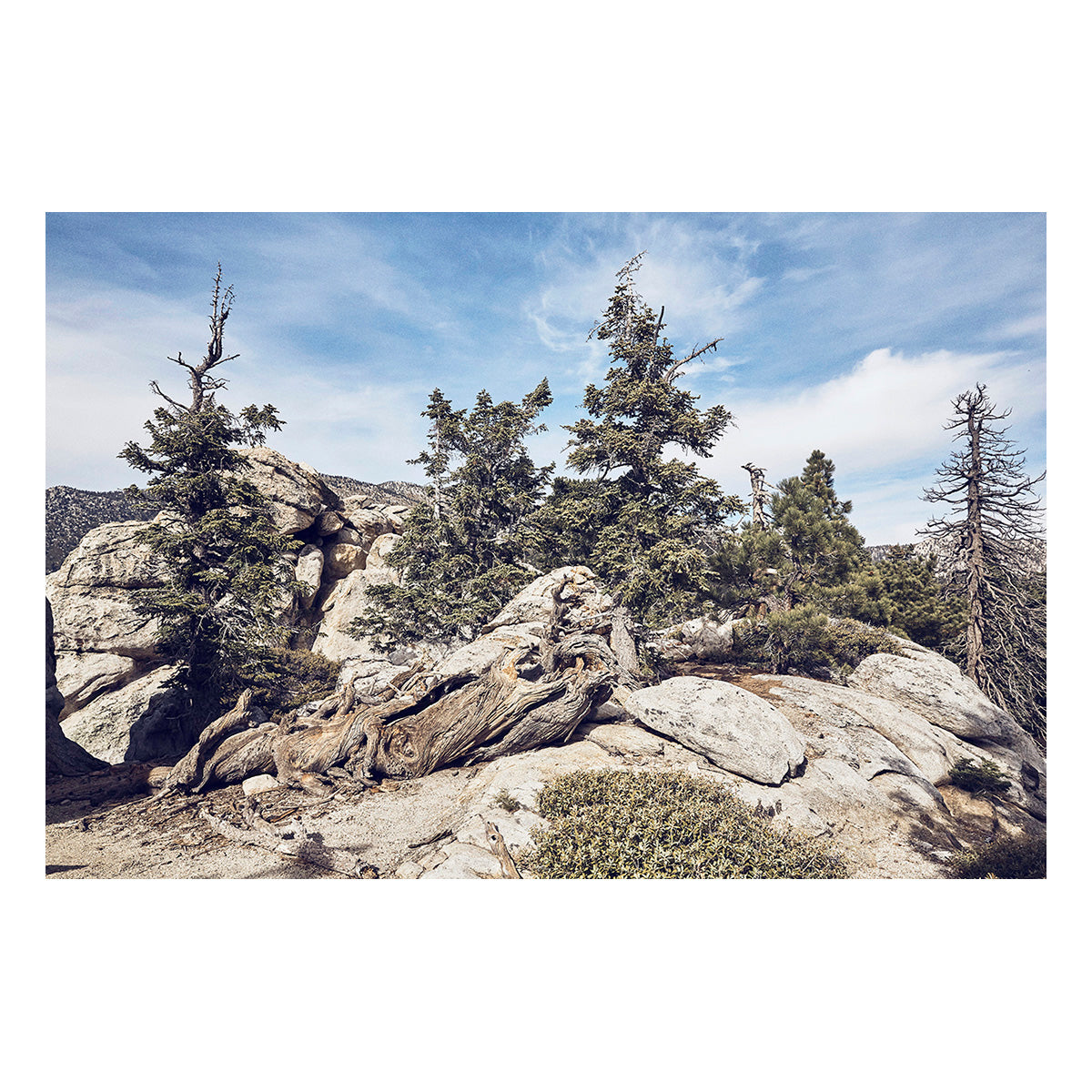 Idyllwild Pines