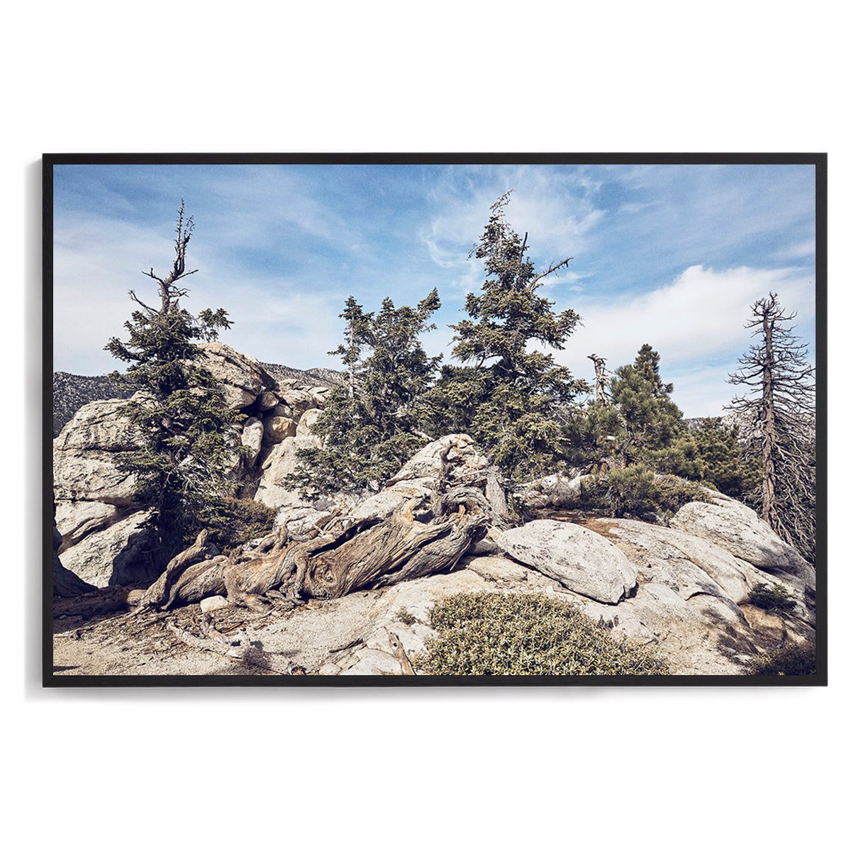 Idyllwild Pines