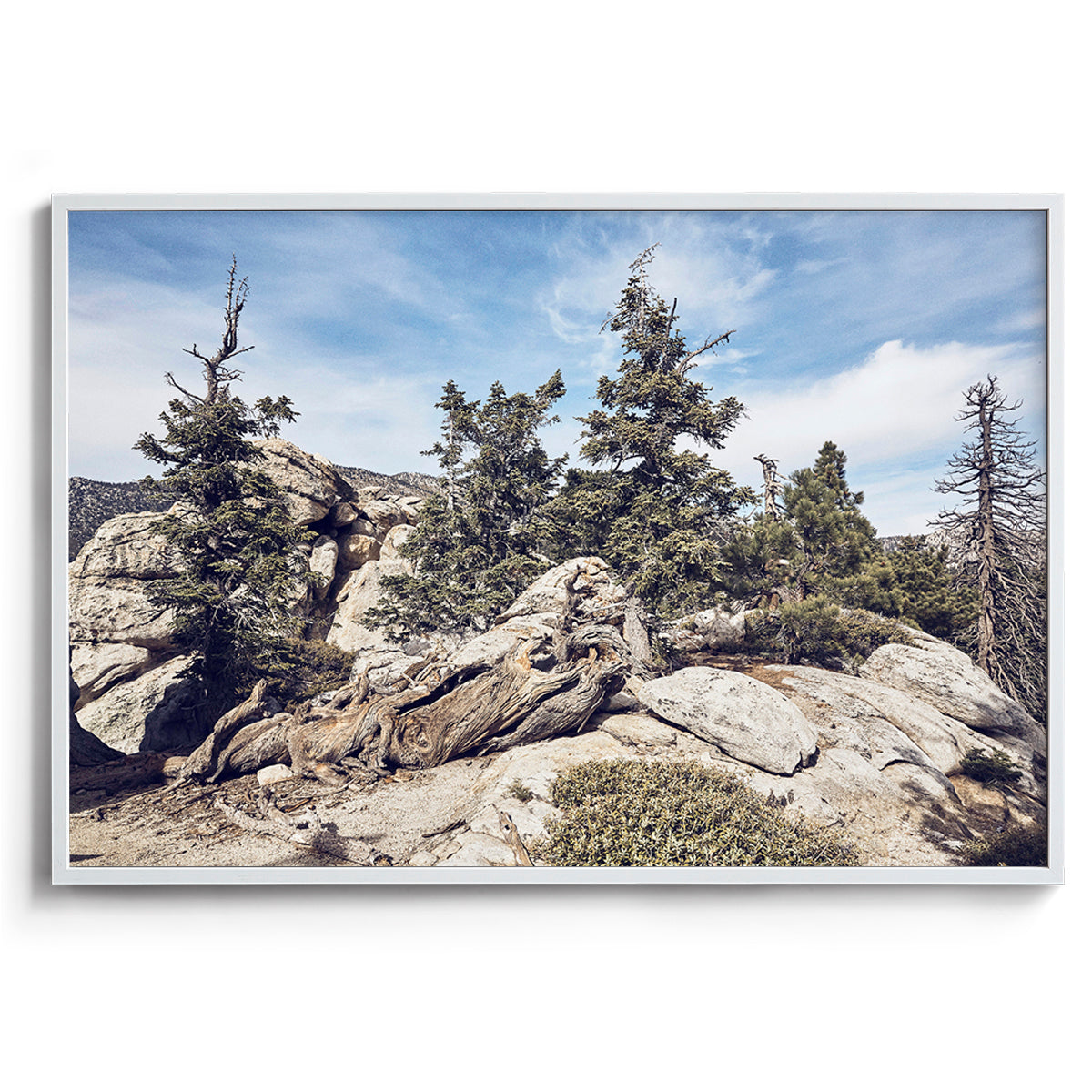 Idyllwild Pines