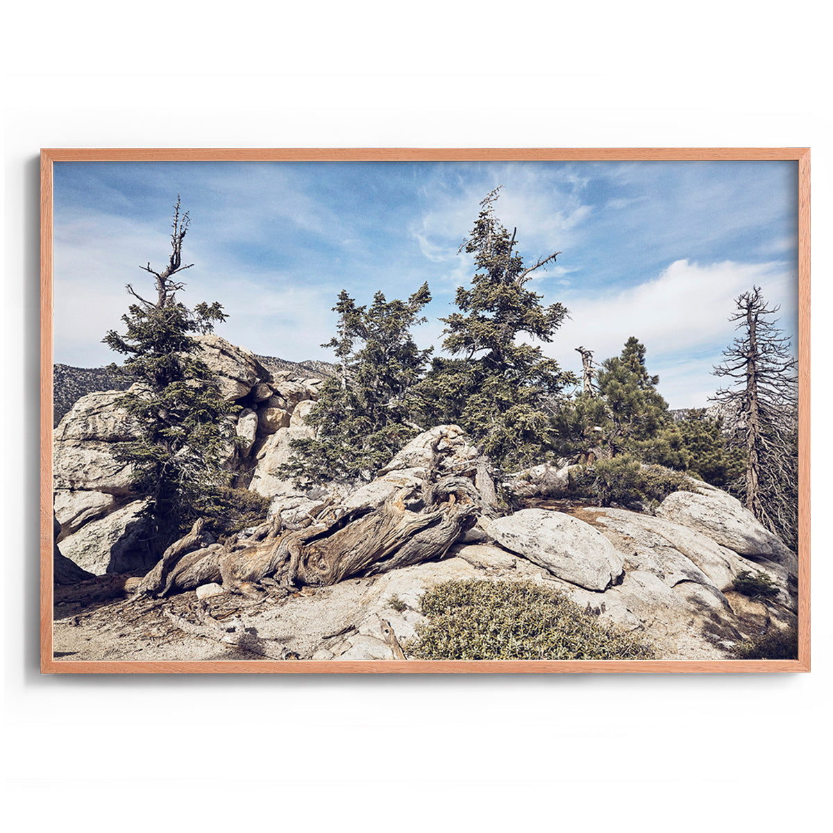 Idyllwild Pines