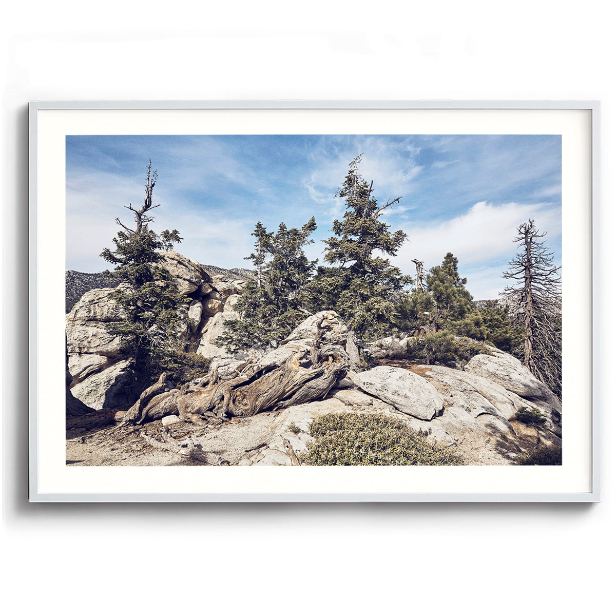 Idyllwild Pines
