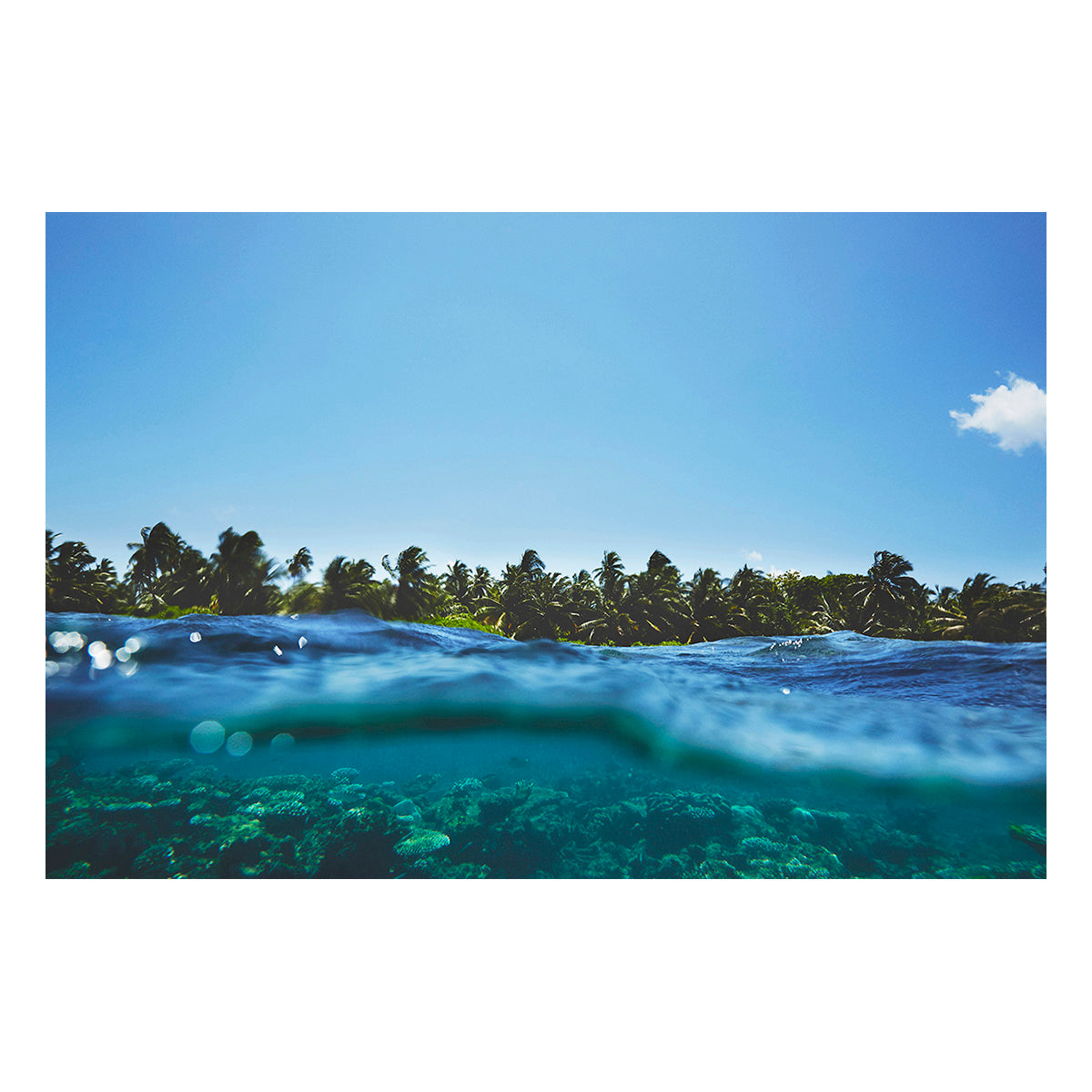 Maldivian Reef