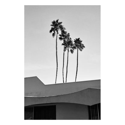 Palms