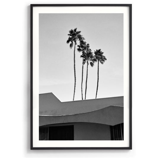 Palms