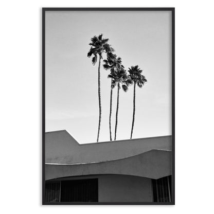 Palms
