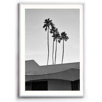 Palms