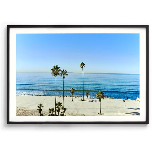 Mexican Palms