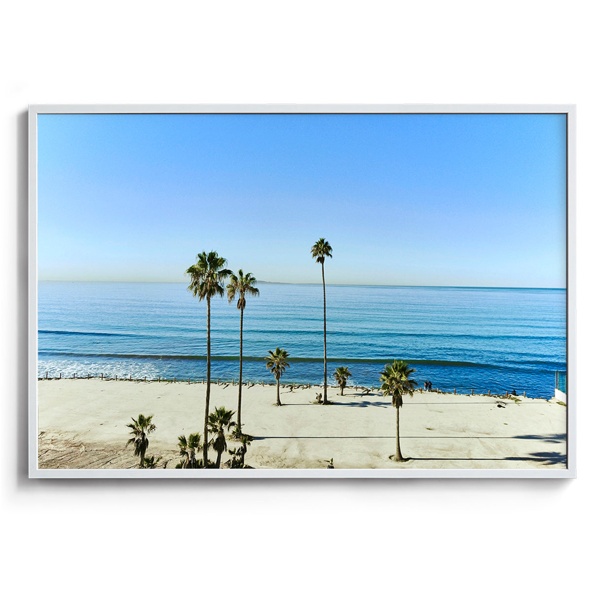Mexican Palms