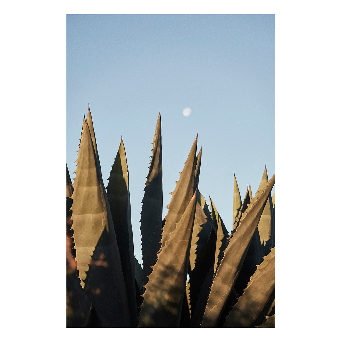 Agave Moon