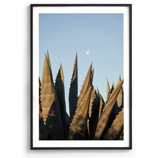 Agave Moon