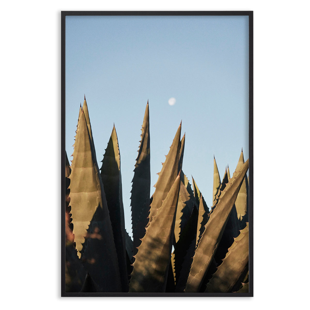 Agave Moon