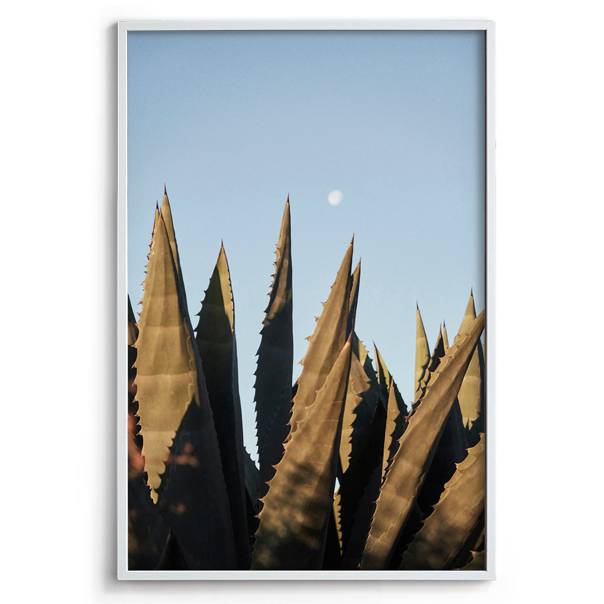 Agave Moon