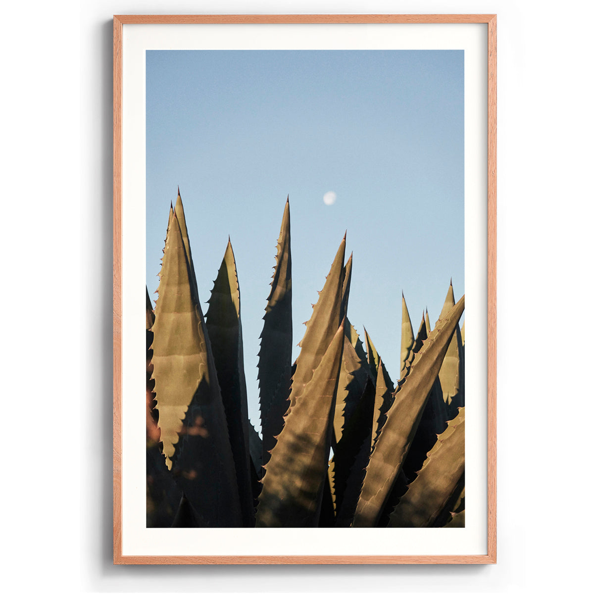 Agave Moon