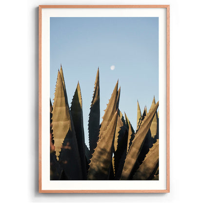 Agave Moon