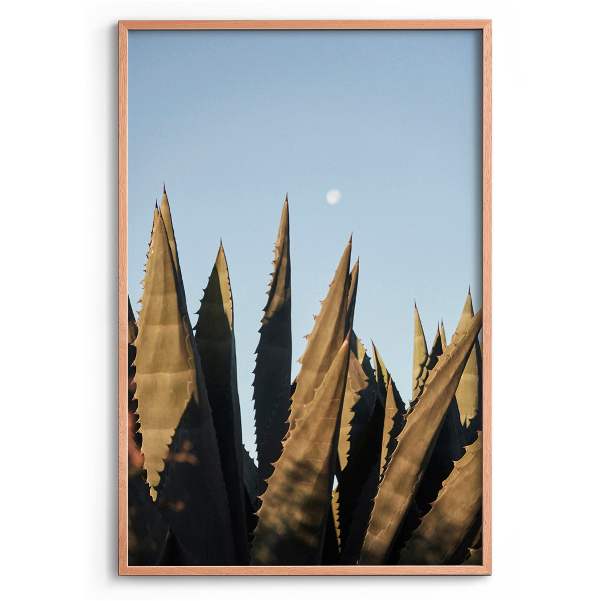 Agave Moon