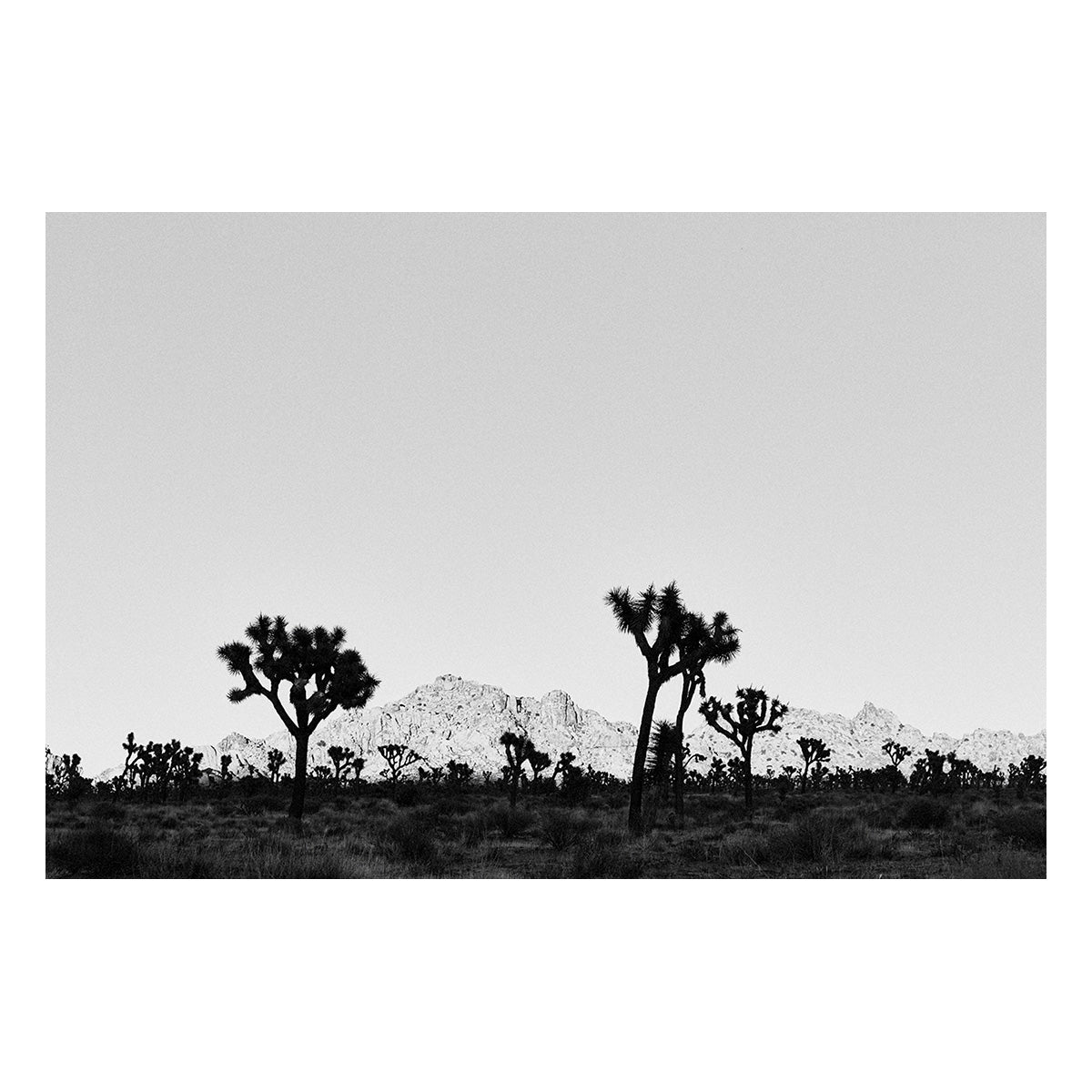 Desert Shade