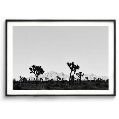Desert Shade