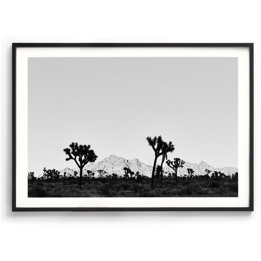 Desert Shade
