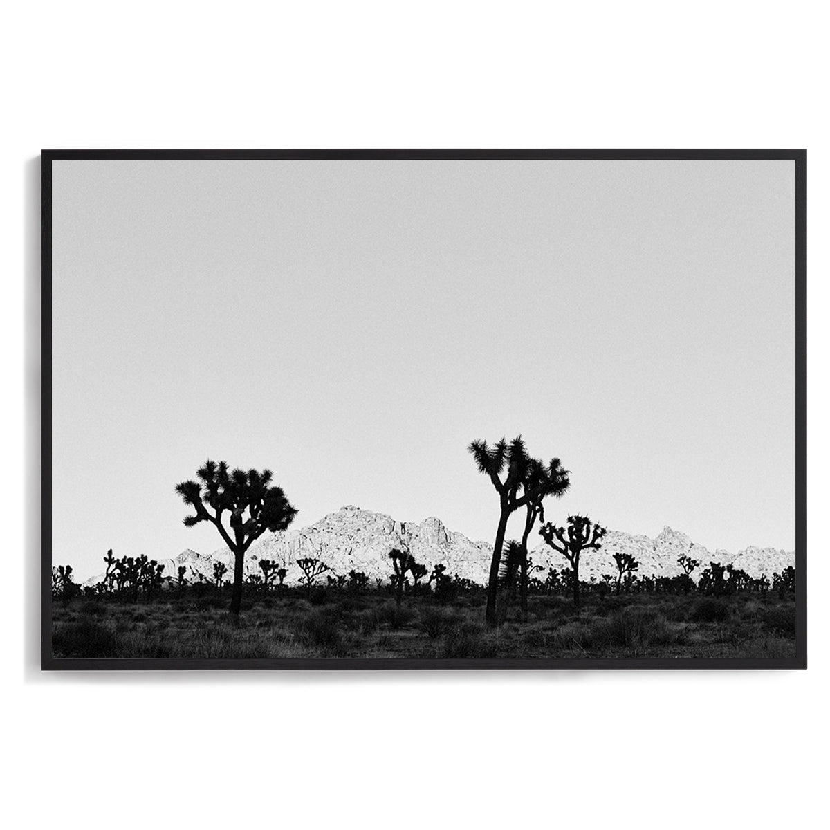 Desert Shade