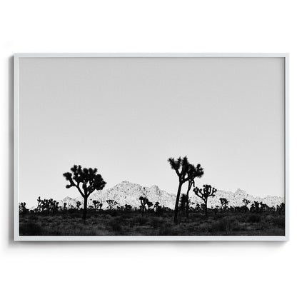 Desert Shade