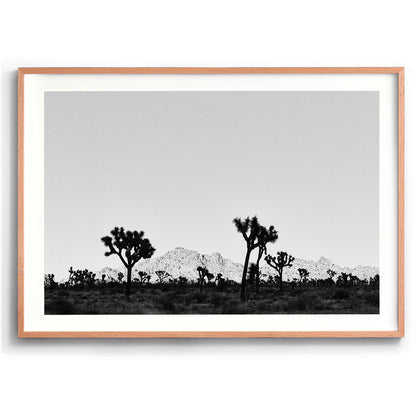 Desert Shade