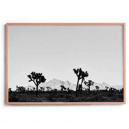Desert Shade