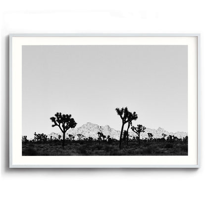 Desert Shade