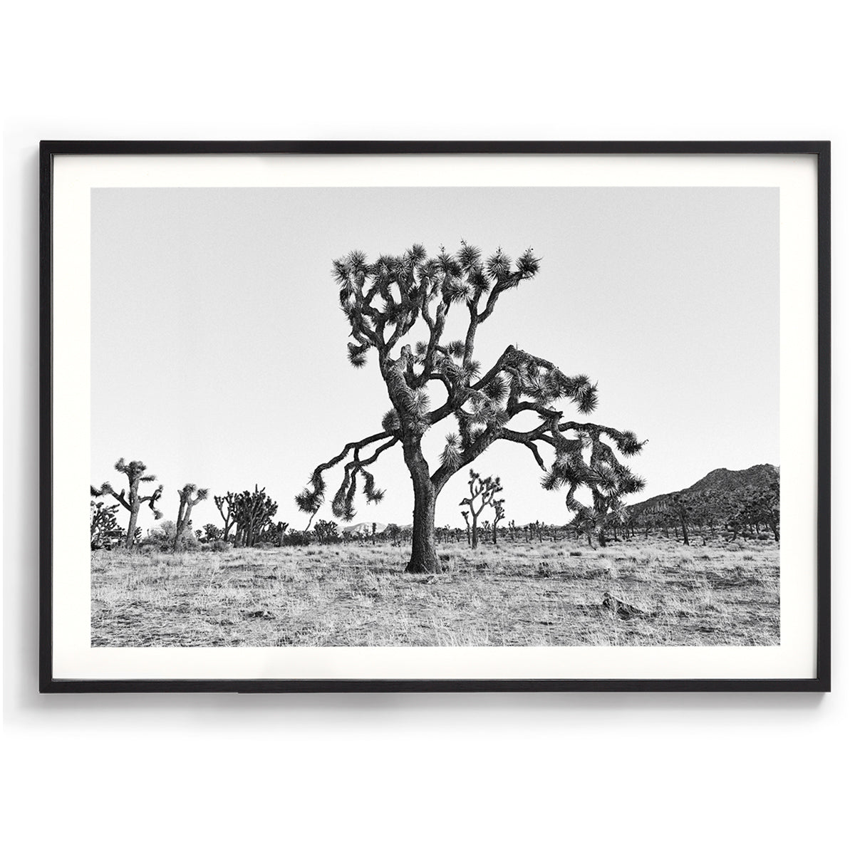 Dying Joshua Tree