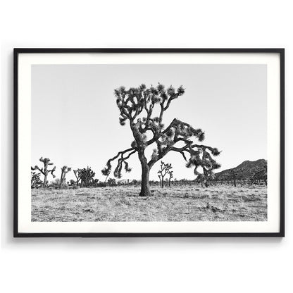 Dying Joshua Tree