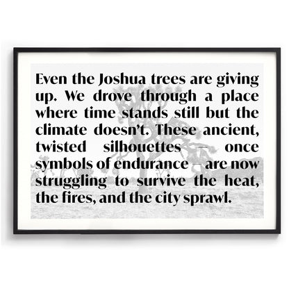 Dying Joshua Tree