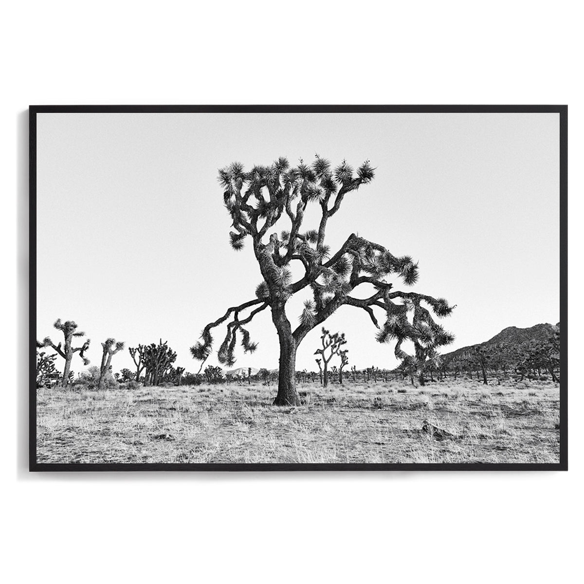 Dying Joshua Tree