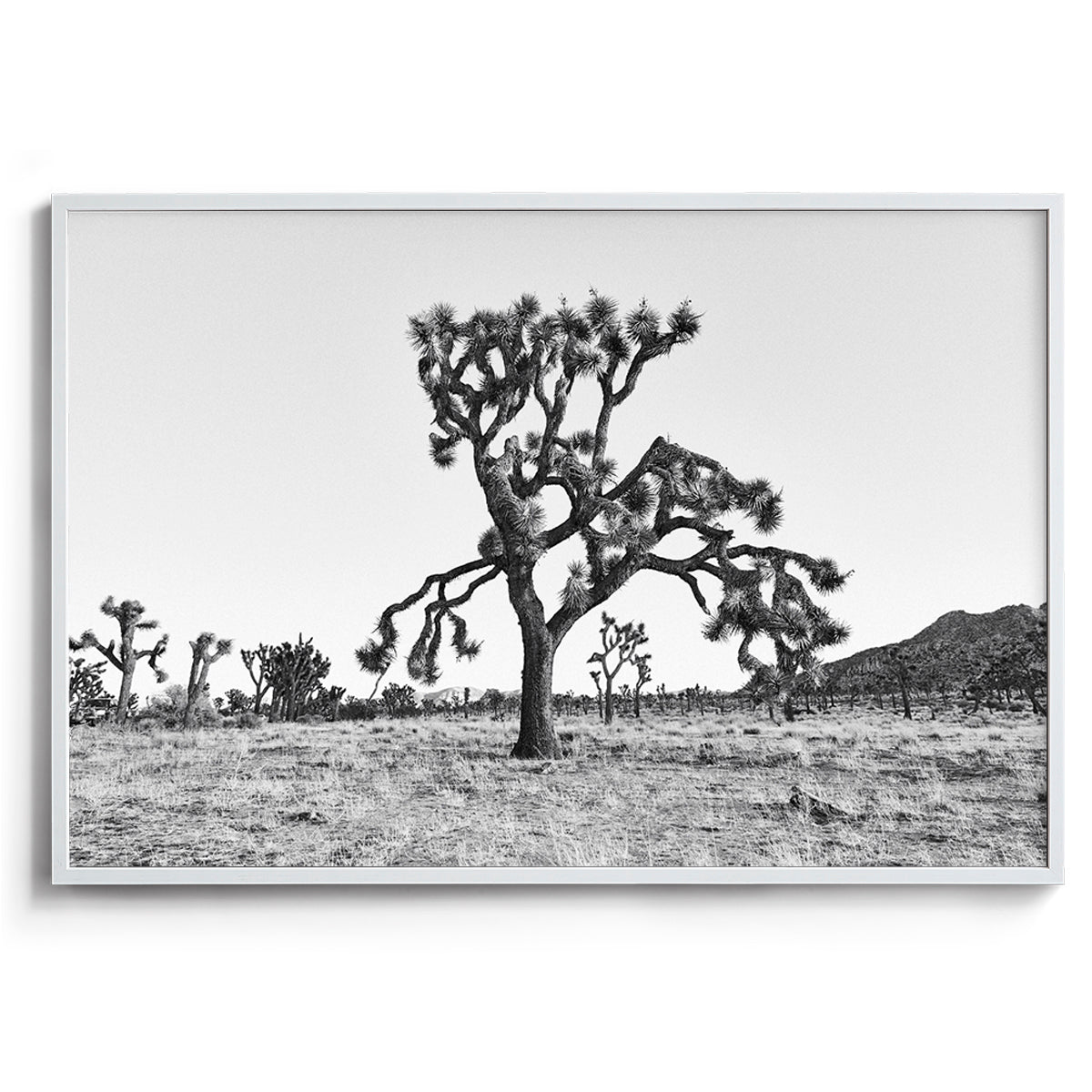 Dying Joshua Tree