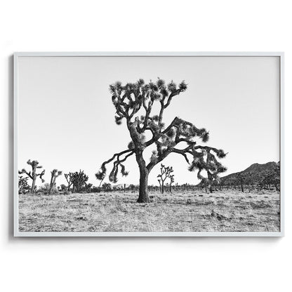 Dying Joshua Tree