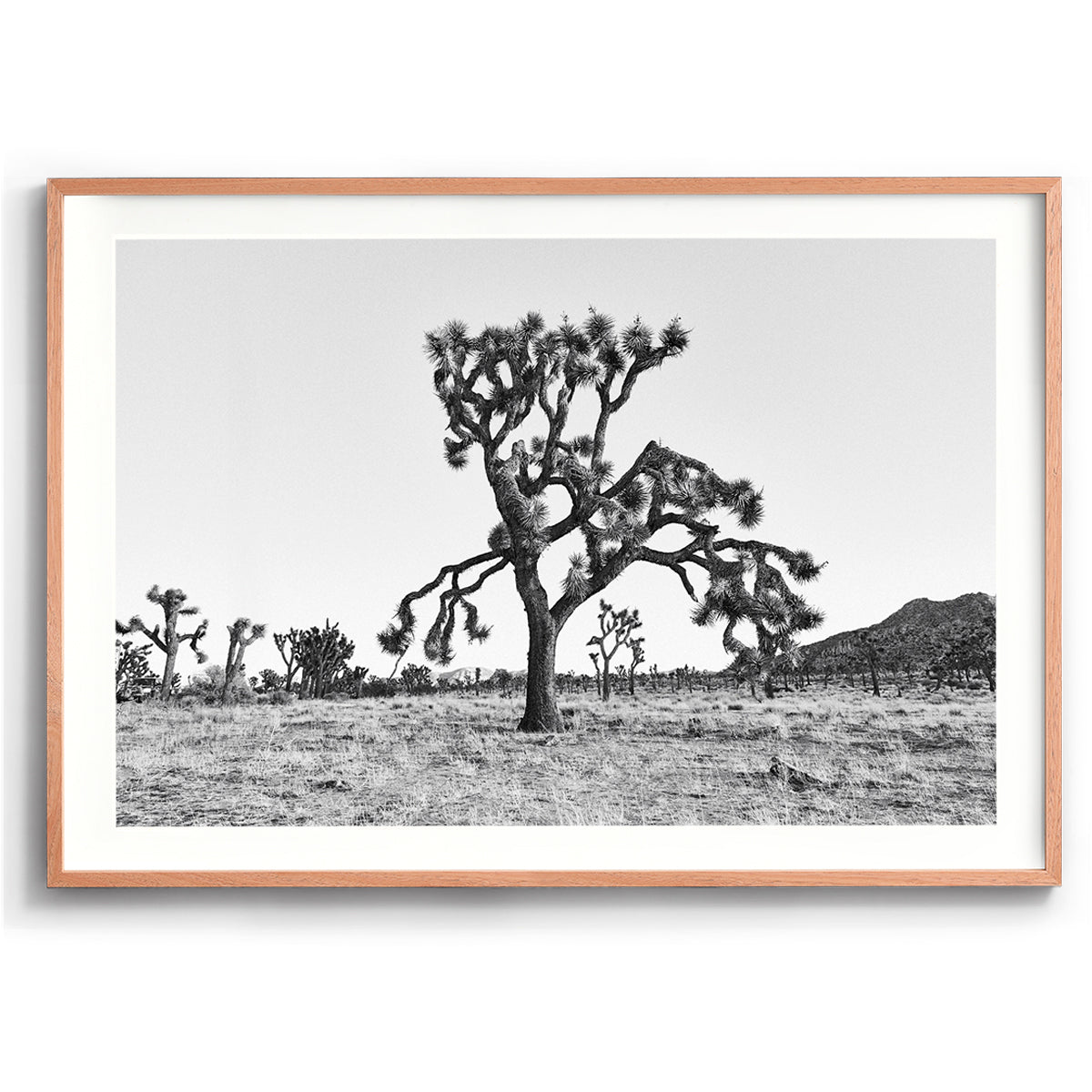 Dying Joshua Tree