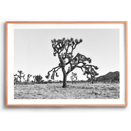Dying Joshua Tree