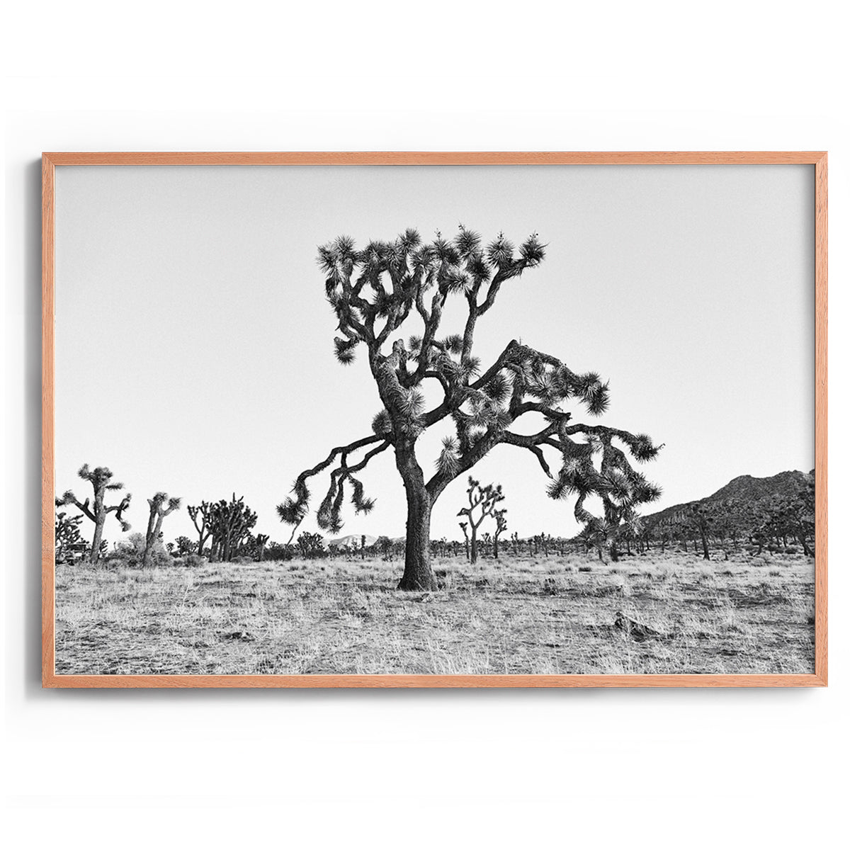 Dying Joshua Tree