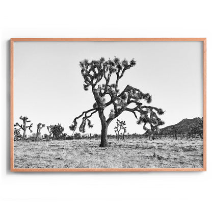 Dying Joshua Tree