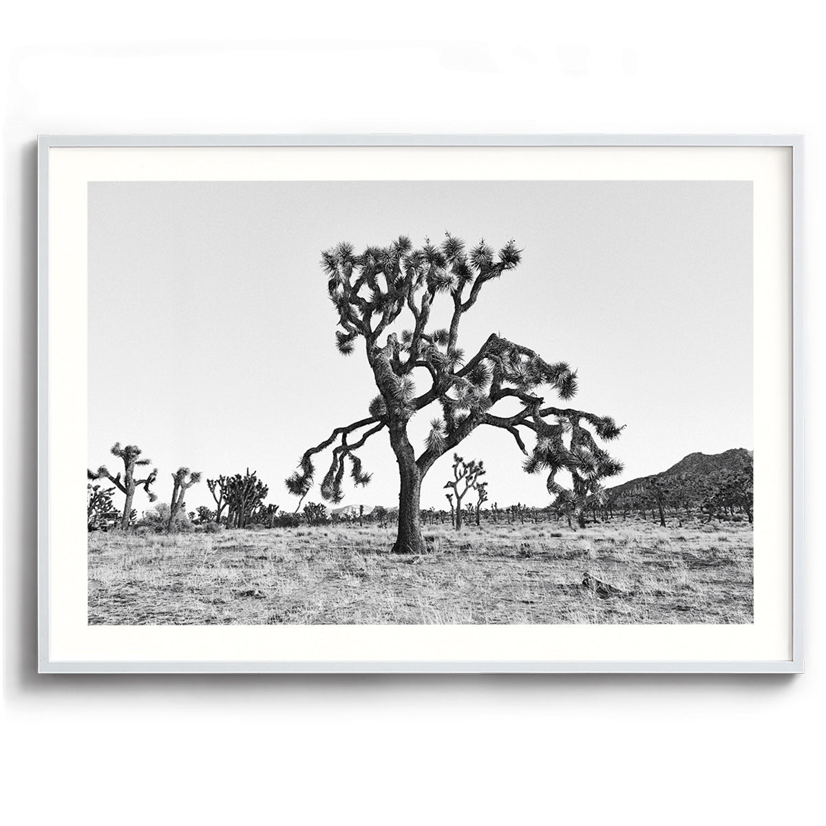 Dying Joshua Tree