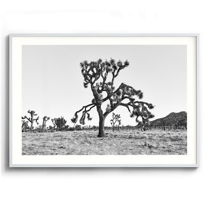 Dying Joshua Tree