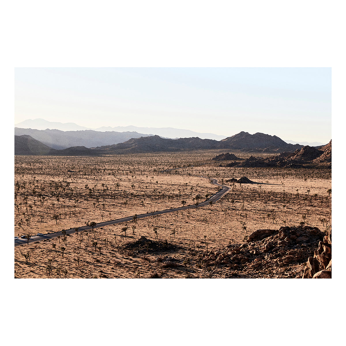 Joshua Tree NP